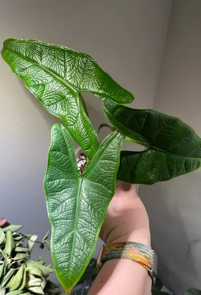 plant/Rare Alocasia Sulawesi Green Carpet-4-thumbnail