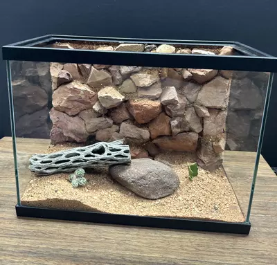 plant/2.5 Gallon Red-Sand Aired Vivarium Kit-0-thumbnail