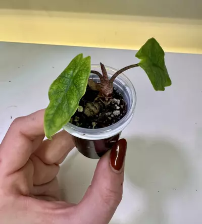 plant/Rare Alocasia Sulawesi Green Carpet-2-thumbnail