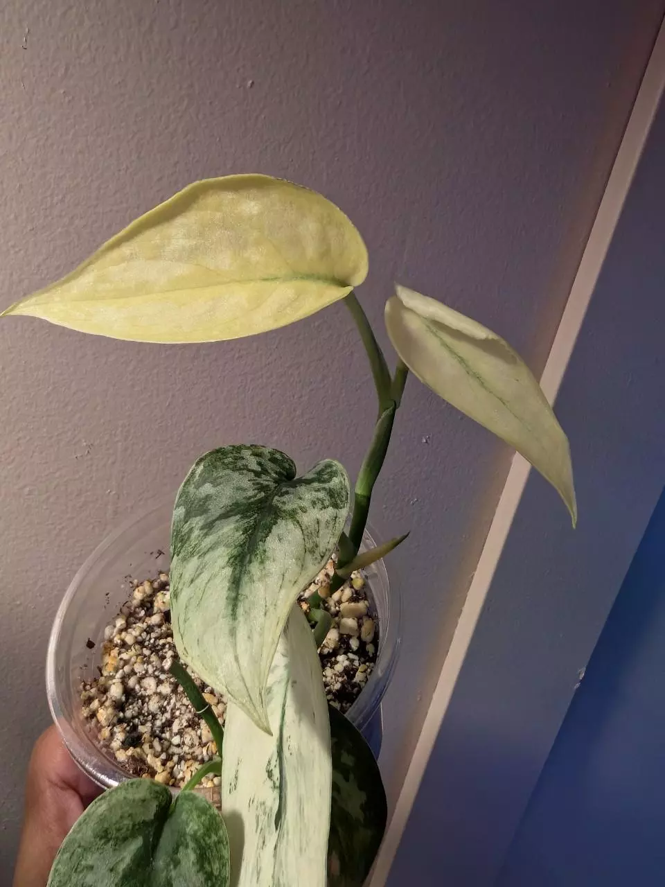 plant/Scindapsus Mayari-4