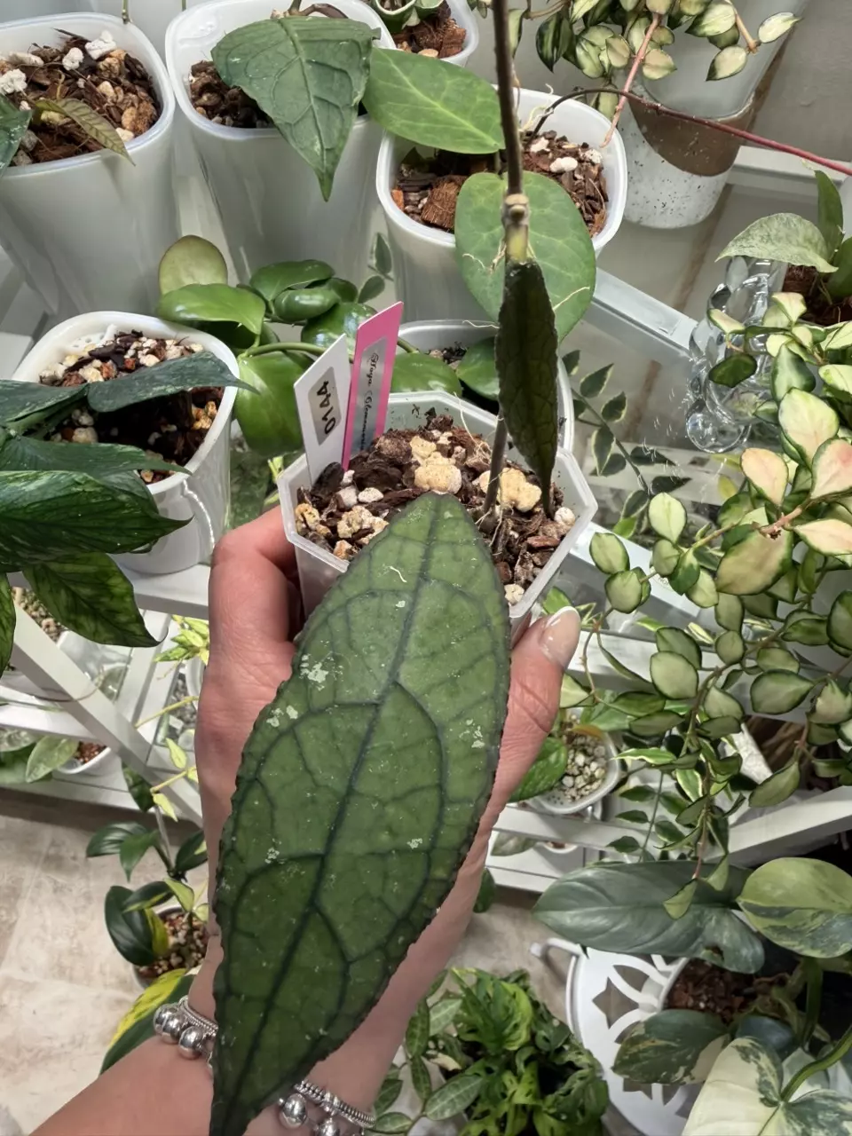 plant/0144 Hoya Clemensorium-0