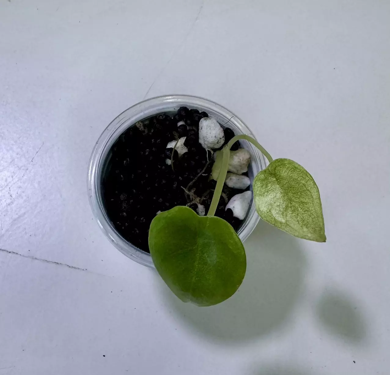 plant/Alocasia Nebula Mint - partial revert-1