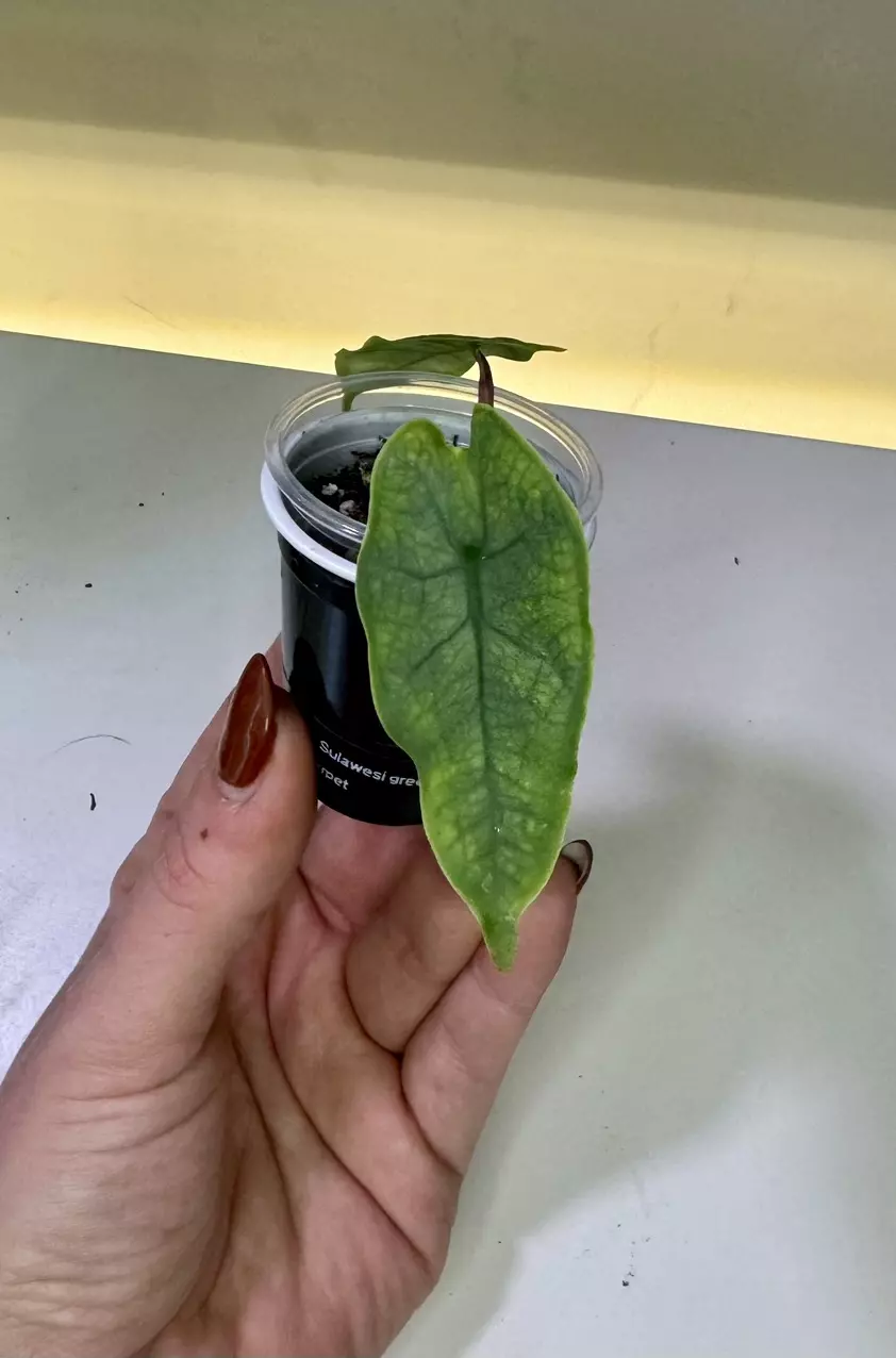 plant/Rare Alocasia Sulawesi Green Carpet-0