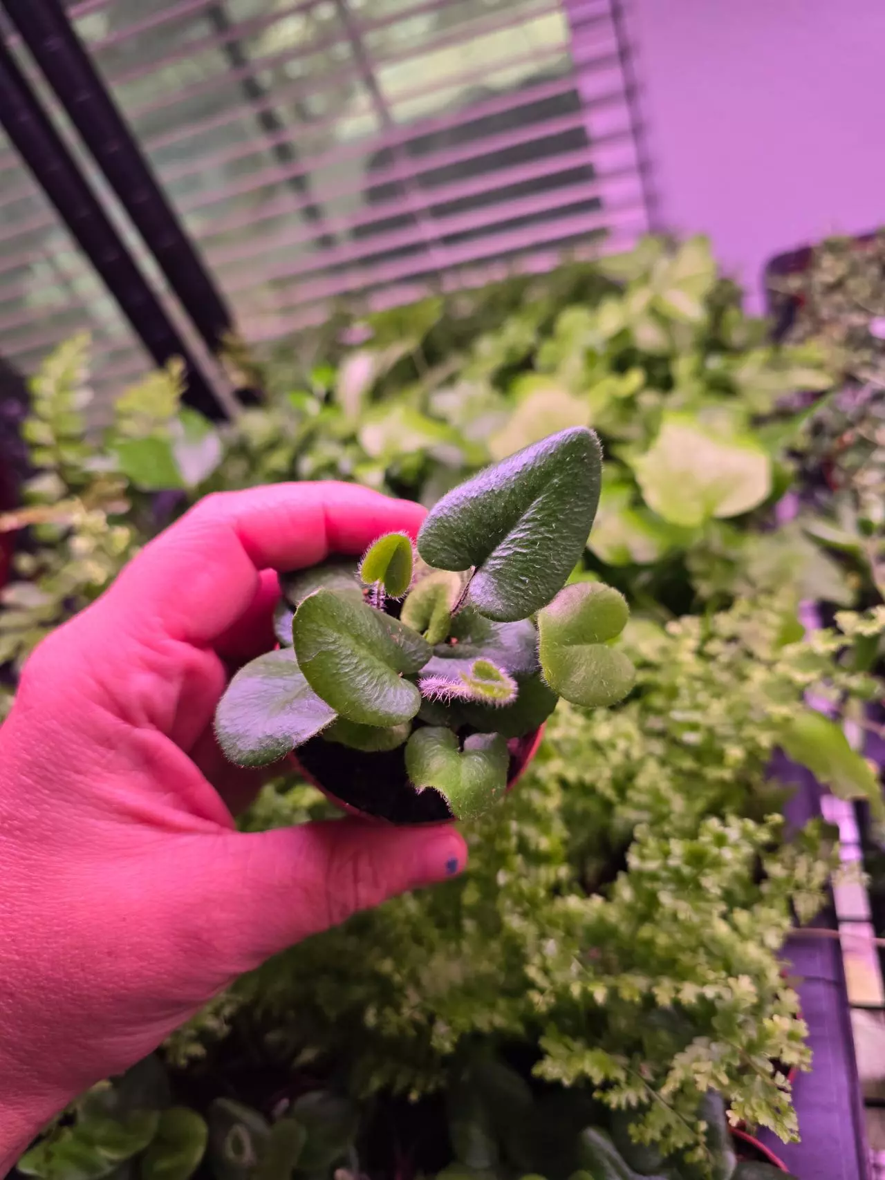 plant/Assorted Fern pixie 2in 4 pack-8