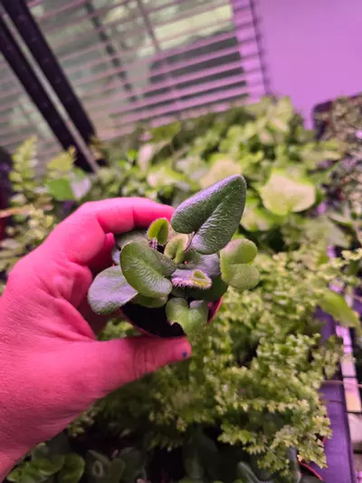 plant/Assorted Fern pixie 2in 4 pack-8-thumbnail