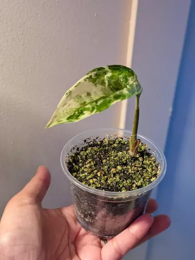 plant/Aglaonema Manila Pride-3-thumbnail