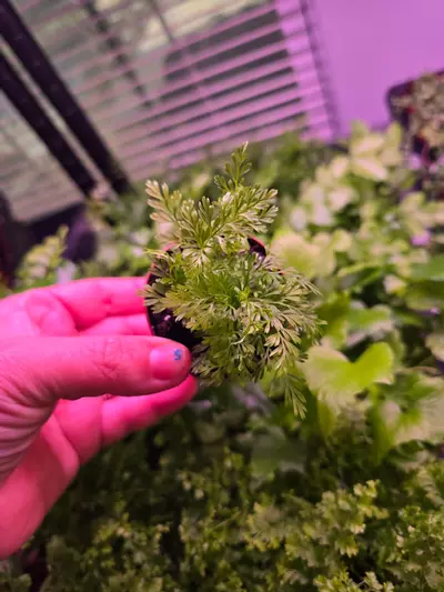 plant/Assorted Fern pixie 2in 4 pack-2-thumbnail