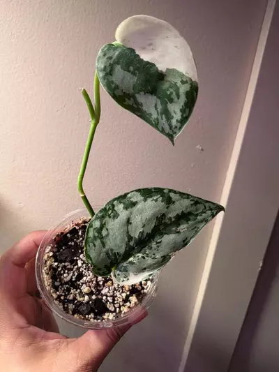 plant/Scindapsus Mariposa-4-thumbnail