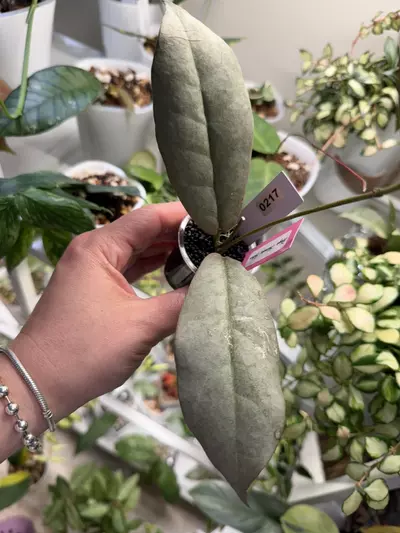 plant/0217 Mitrata Silver-0-thumbnail