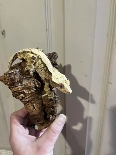 plant/Kds lav subadult male 27g tangerine tricolor extreme harlequin-1-thumbnail