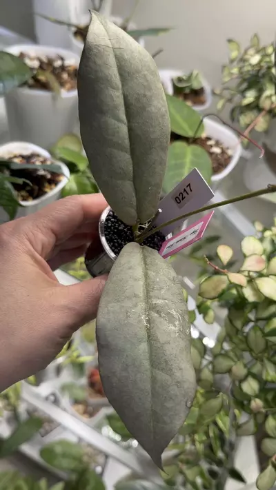 plant/0217 Mitrata Silver-1-thumbnail