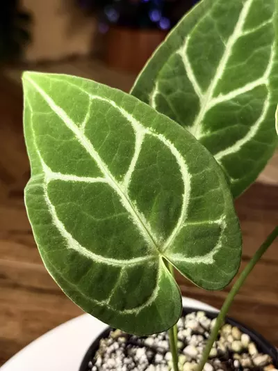 plant/A. Silver Blush x Velvet Mask #1-5-thumbnail