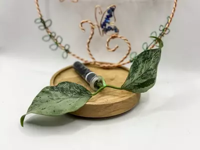 plant/51. Coriacea Silver-0-thumbnail