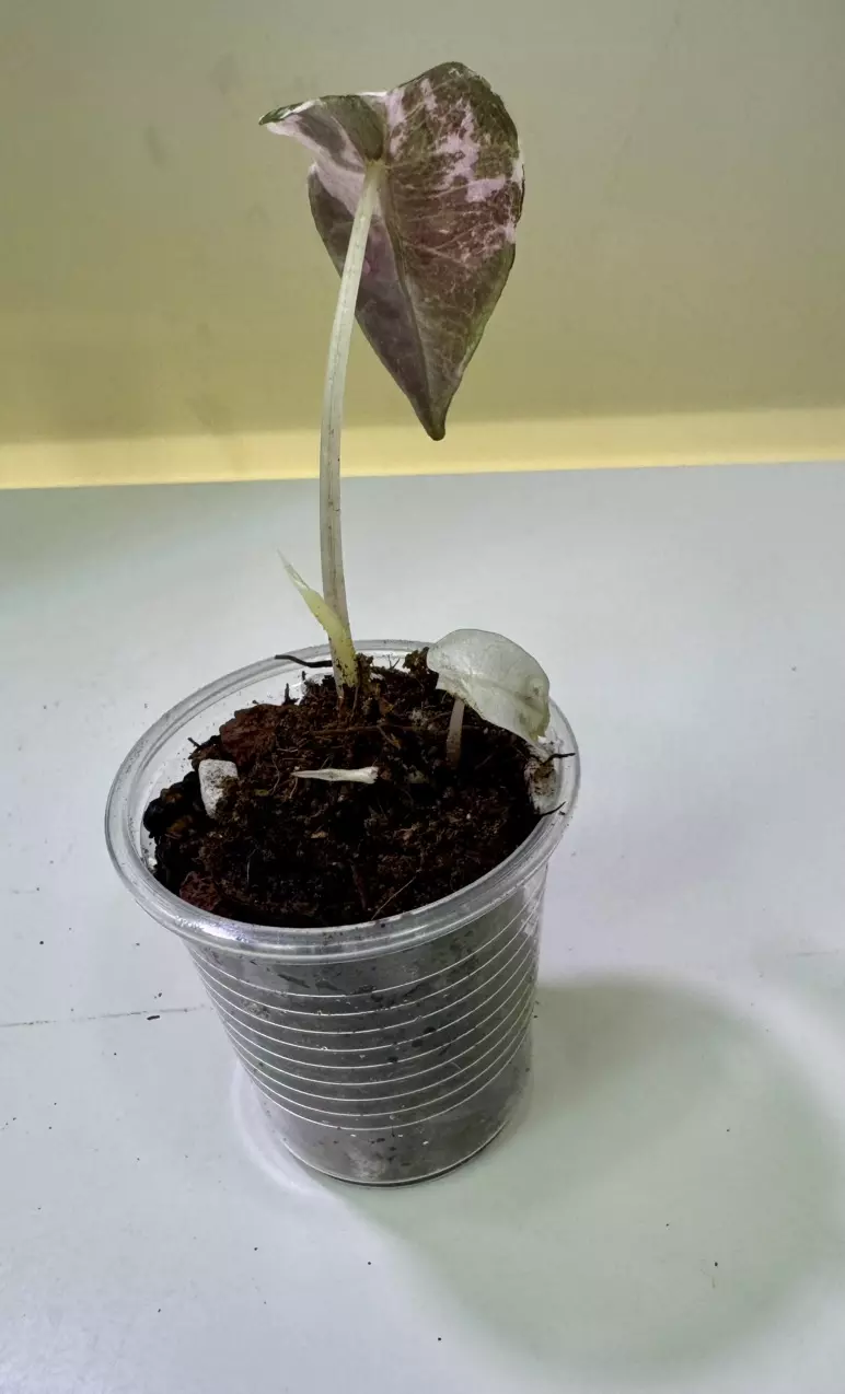 plant/Alocasia Pink Polly with high color offset-1