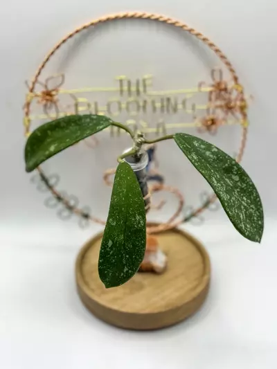 plant/50. MA019-0-thumbnail