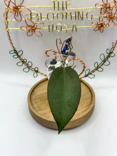 plant/40. Black Baabel-0-thumbnail