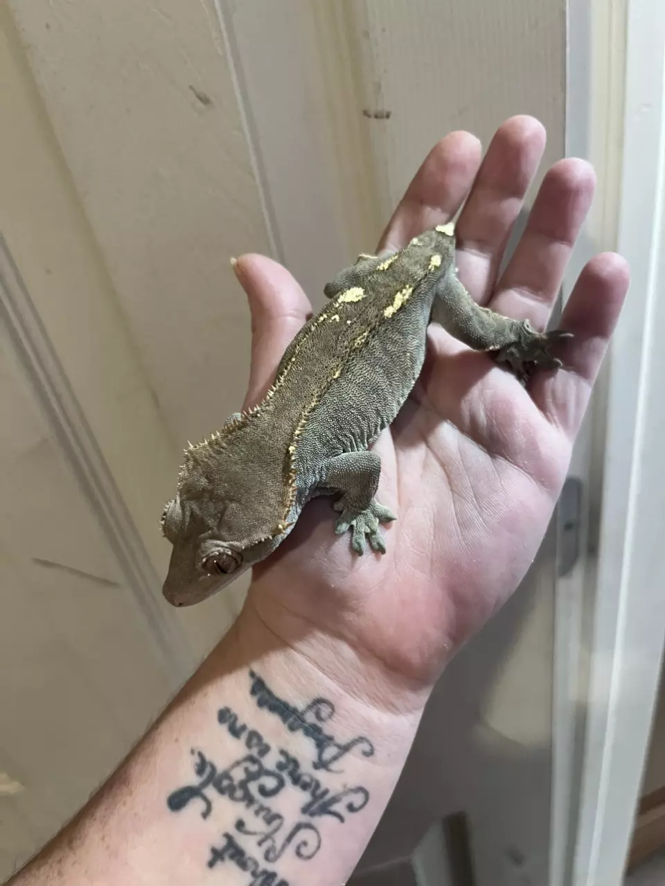 plant/Mocha proven female cap 42g-2