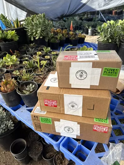 plant/Christmas Customer Appreciation Party-1-thumbnail