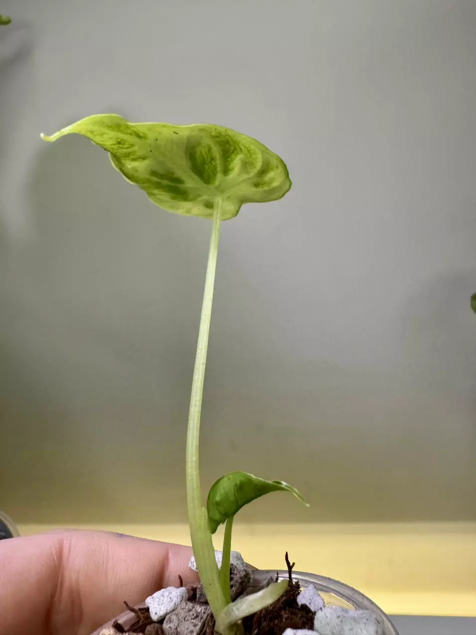 plant/Alocasia Frydek Tattoo-1