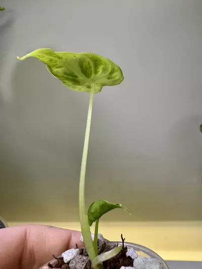 plant/Alocasia Frydek Tattoo-1-thumbnail