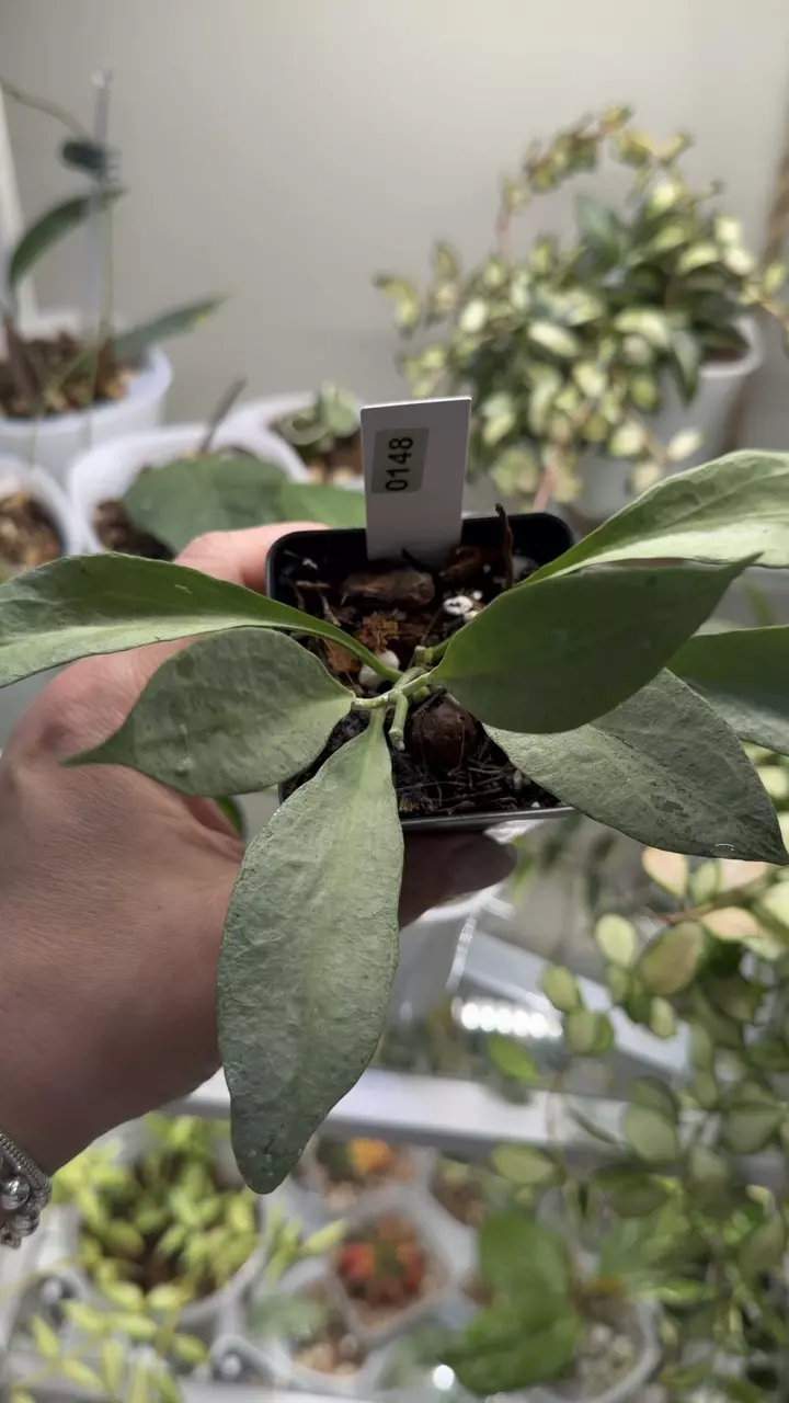 plant/0148 Hoya NGG-1