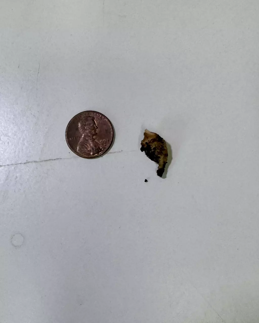 plant/Alocasia Sinuata x Pink Dragon Aurea Hybrid Corm-1