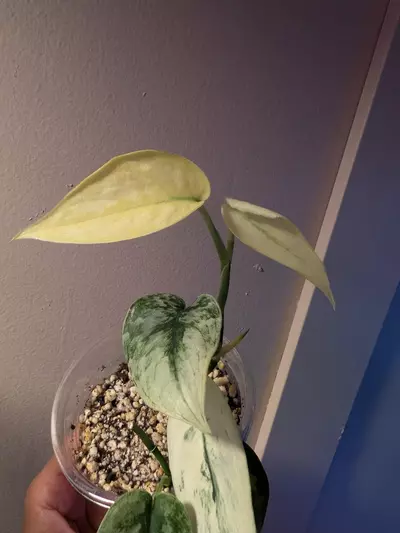 plant/Scindapsus Mayari-1-thumbnail