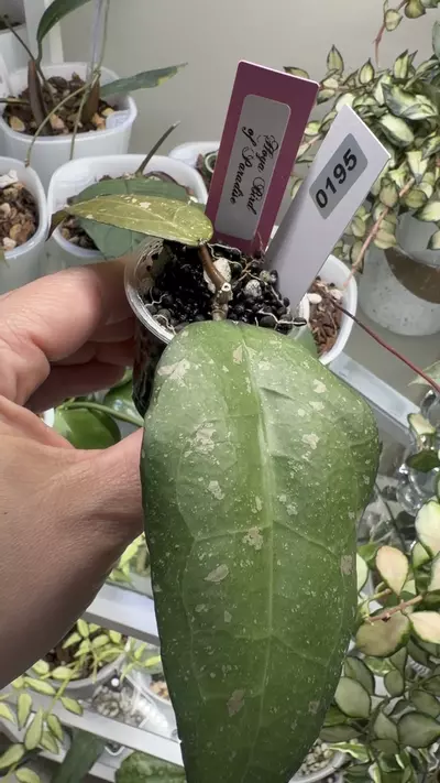 plant/0195 Hoya Bird of paradise-1-thumbnail