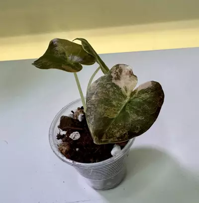 plant/Alocasia Cuprea Latte with peachy tones-0-thumbnail