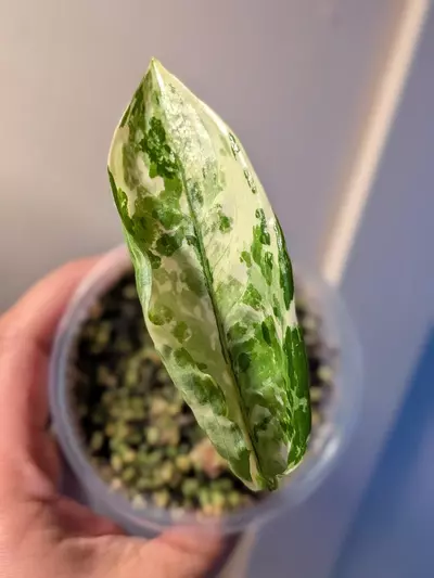 plant/Aglaonema Manila Pride-1-thumbnail