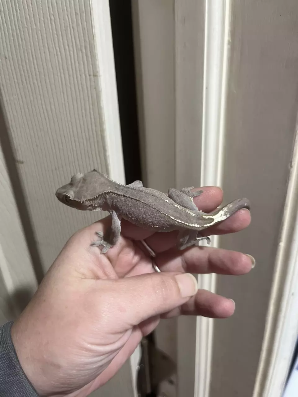 plant/Visual ax sonic x blotch 3/30/25 12g-1