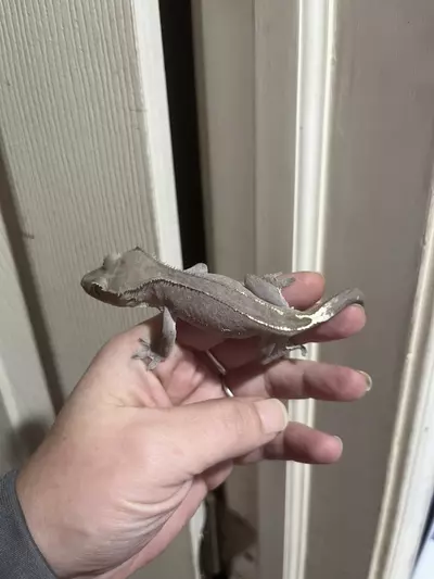 plant/Visual ax sonic x blotch 3/30/25 12g-1-thumbnail