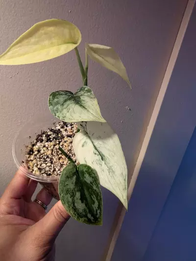 plant/Scindapsus Mayari-0-thumbnail