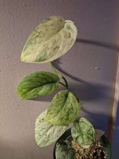 plant/Scindapsus Marble NOID-3-thumbnail