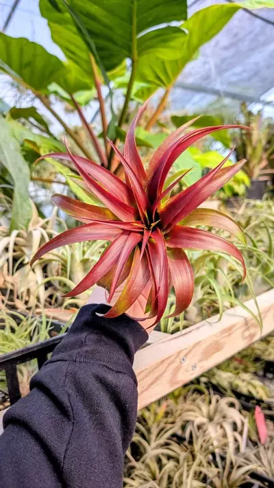 plant/L01 WYSIWYG Exact Plant Brachycaulos Burgundy Air Plant Full Blush ready to Bloom-0-thumbnail