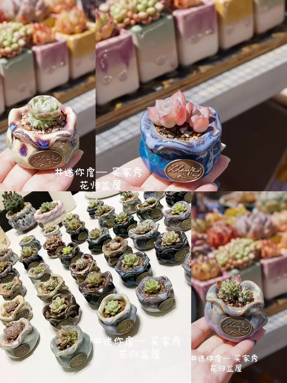 plant/【43】Thumb, 3.5*3.5cm, various colors to choose-1