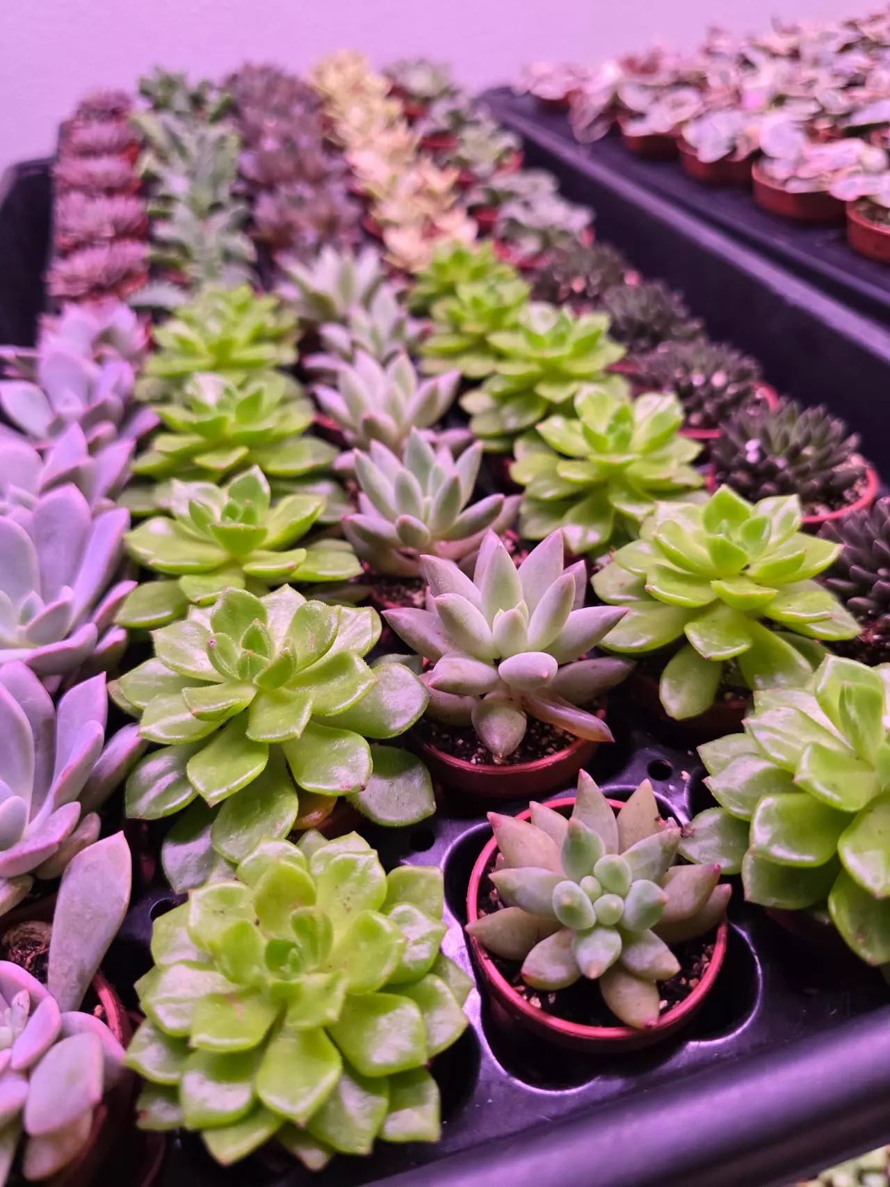 plant/Assorted Succulent Fairy Teacup 4 pack GC-0