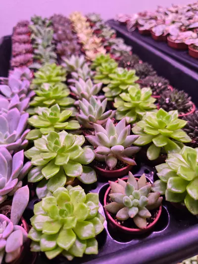 plant/Assorted Succulent Fairy Teacup 4 pack GC-0-thumbnail