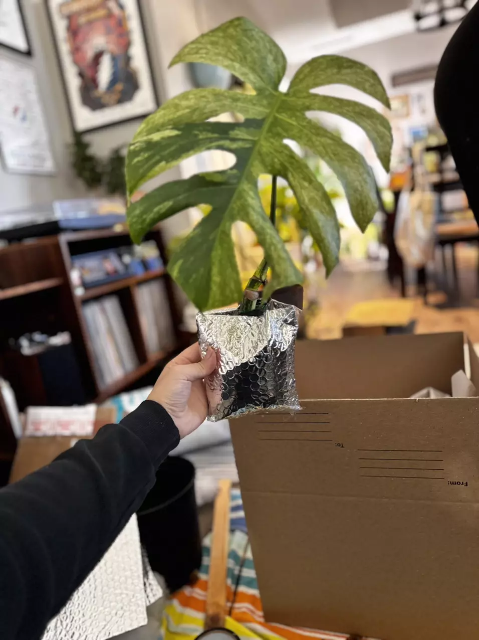 plant/International Shipping % off-0