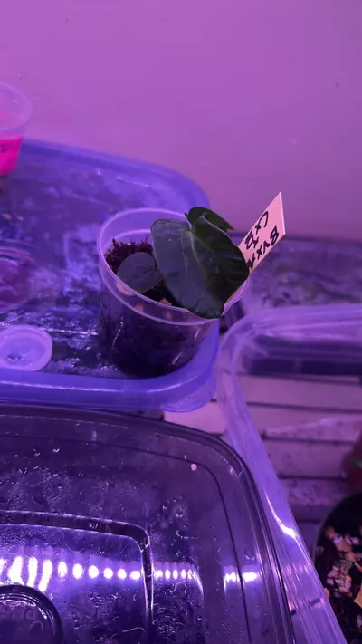 plant/Blister anthurium blue velvet x AOS X Carla x BVEP-0-thumbnail