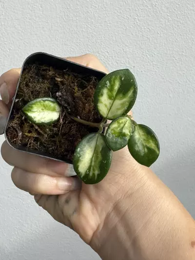 plant/Variegated Hoya Mathilde-2-thumbnail