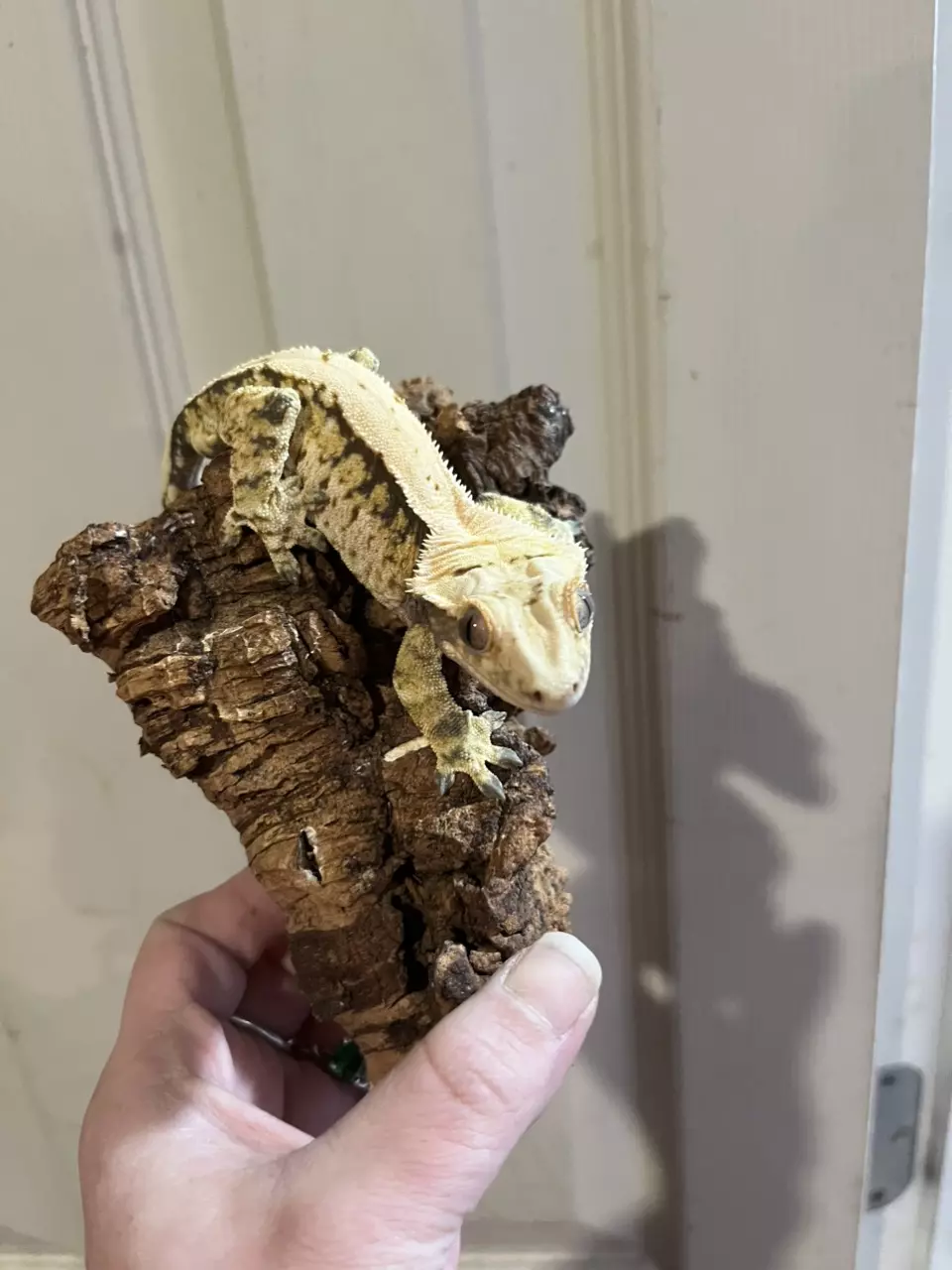 plant/Kds lav subadult male 27g tangerine tricolor extreme harlequin-0