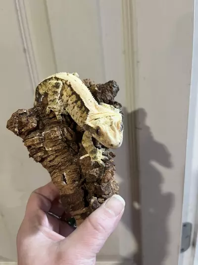 plant/Kds lav subadult male 27g tangerine tricolor extreme harlequin-0-thumbnail