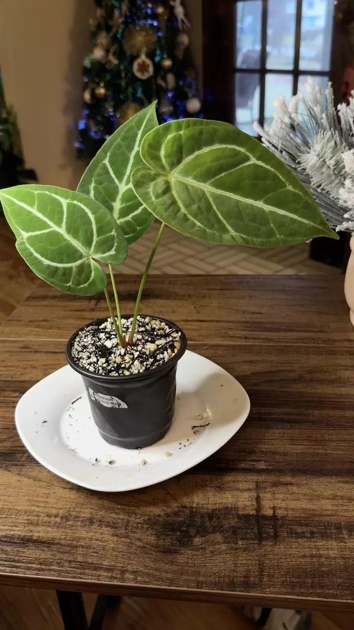 plant/A. Silver Blush x Velvet Mask #1-7