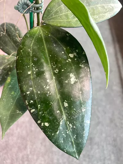 plant/Hoya latifolia Rangsan-0-thumbnail