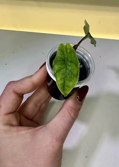 plant/Rare Alocasia Sulawesi Green Carpet-1-thumbnail