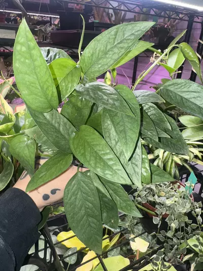 plant/Pothos Cebu blue 4in GC-0-thumbnail