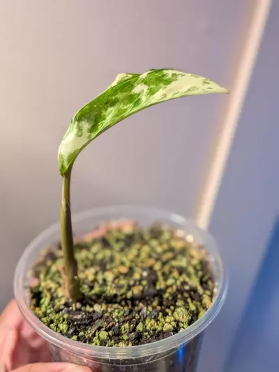 plant/Aglaonema Manila Pride-2-thumbnail