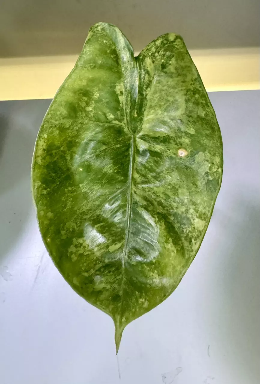 plant/Alocasia Sinuata x Pink Dragon Aurea Hybrid Corm-0