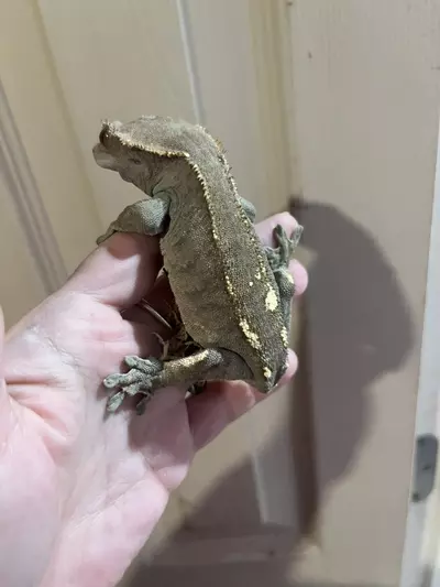 plant/Mocha proven female cap 42g-1-thumbnail